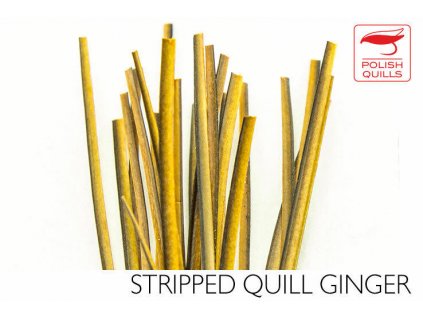 Pávie brčká Polish Quills Hand Stripped Peacock Quills - Ginger