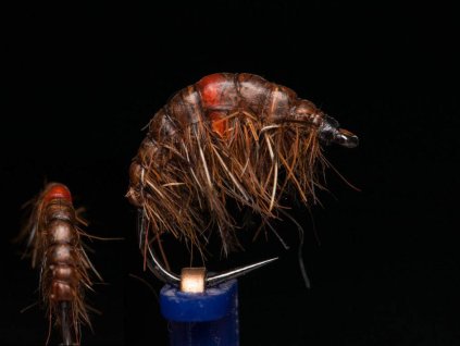 brown infected gammarus light scud fse022