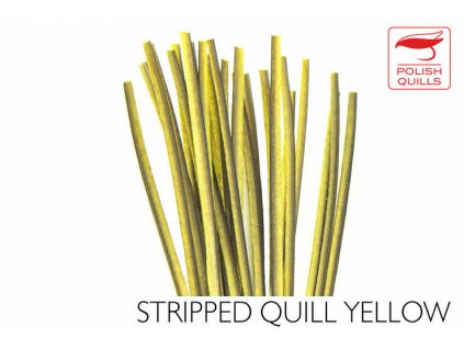 Polish Quills Hand Stripped Peacock Quills - Yellow