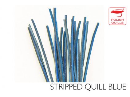 Pávie brčká Polish Quills Hand Stripped Peacock Quills - Blue