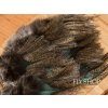 FS Europe Coq De Leon CDL Pardo Premium Feathers (12 Pack)