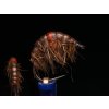 brown infected gammarus light scud fse022