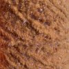 Semperfli EggStatic Egg Fritz Chenille 8mm