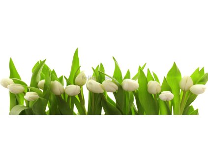 Fototapeta samolepící do kuchyně - Tulipány bílé