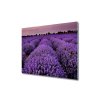 Skleněná deska - D54713453 - Levandulové Pole 60 x 52 cm