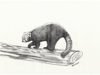 červená panda čb