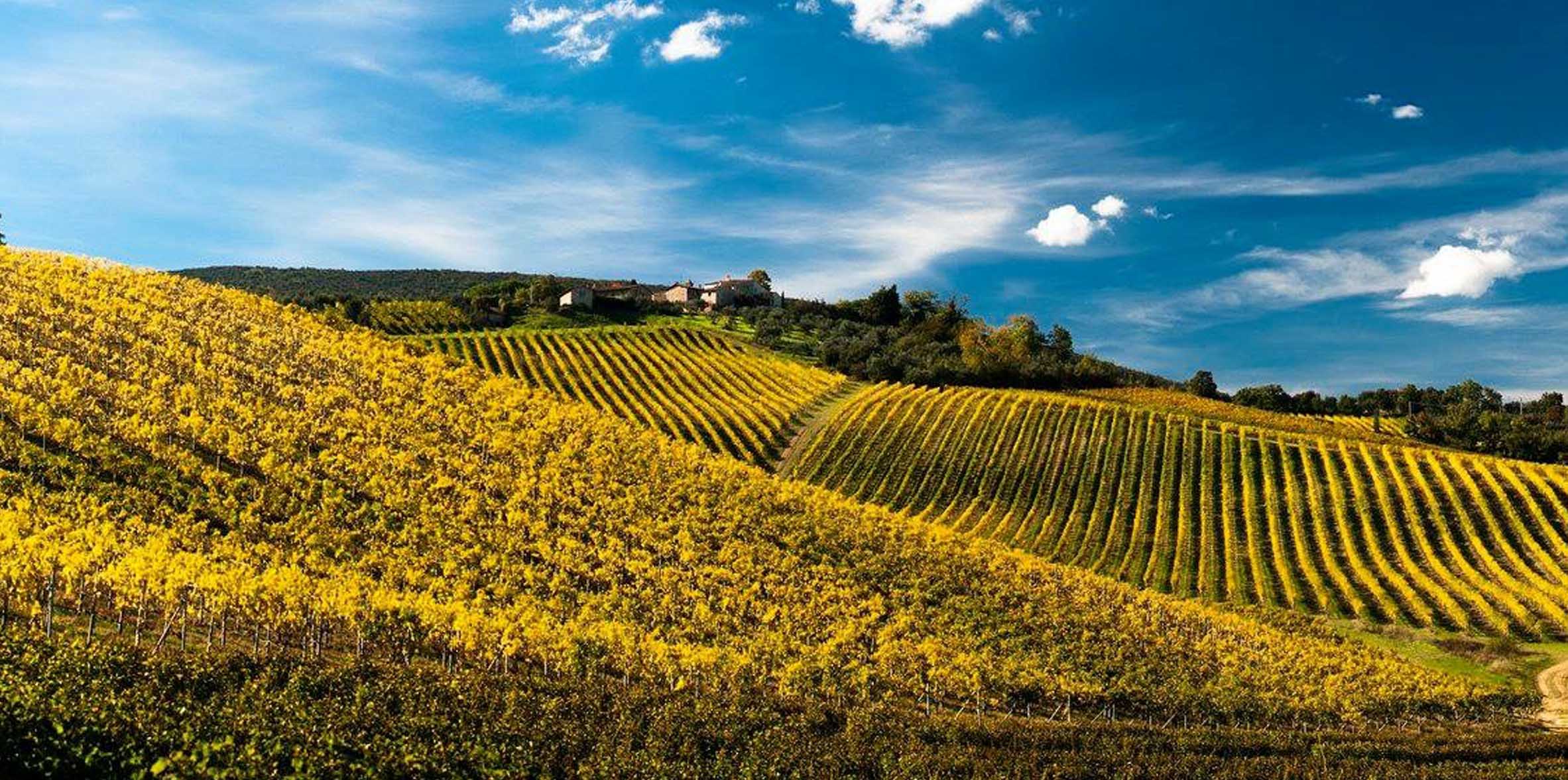 palagetto-tuscan-wine-sangimignano-vineyard