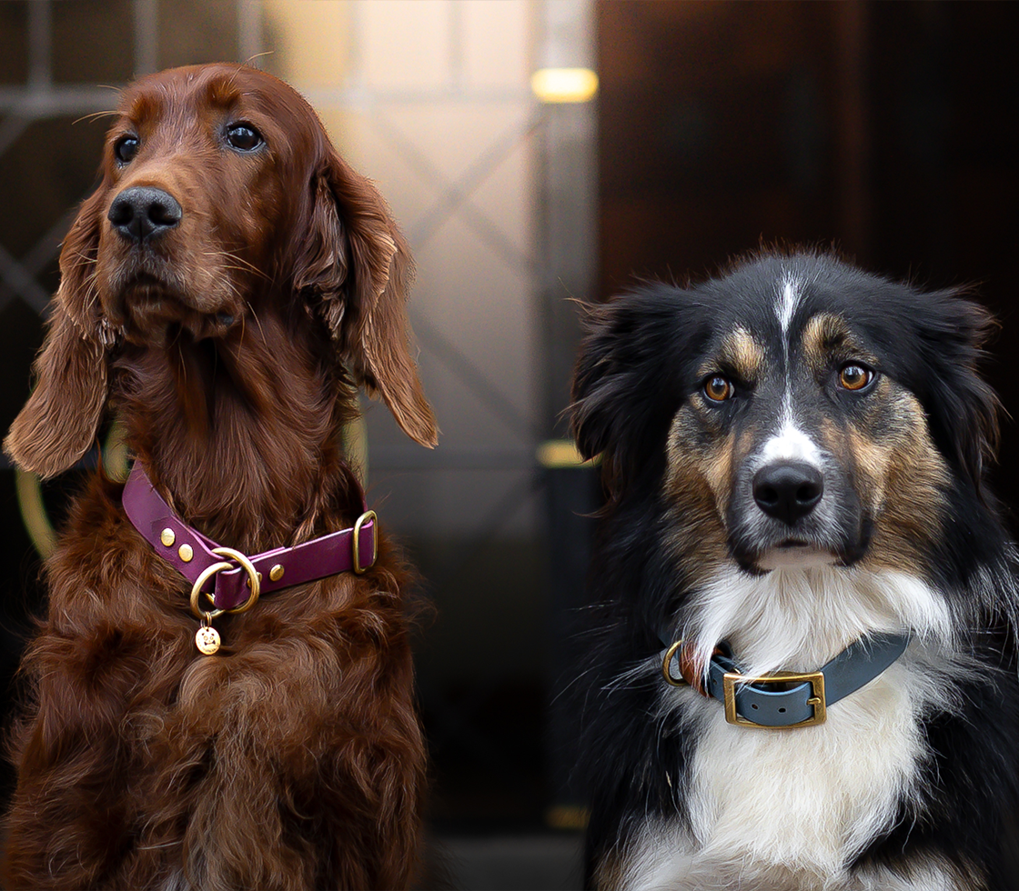 DOKONALÁ FUNKČNOSŤ PRE KAŽDÉHO PSA