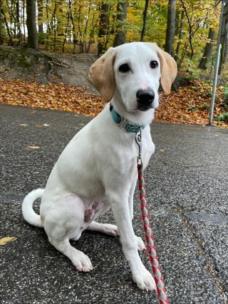 ✨ Obojok FOoFo na želanie ✨ Fešák Loki vám dnes ukazuje svoj nový nastaviteľný obojok FOoFO 💙 Vyrobený presne podľa...