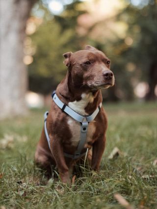 Je to vonku! Náš prvý postroj z BioThane! 🐶🎉 A pre koho iného ako pre Rupiho! S radosťou oznamujeme, že náš prvý postroj,...