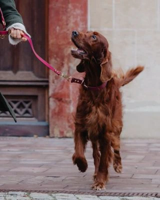 🐾 Maximálna sloboda pri každom venčení 🦮Objavte naše hands-free vodítko, ktoré sa prispôsobí každej situácii. Či už...