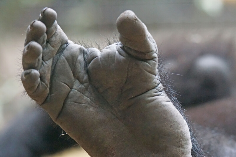 Gorilla foot