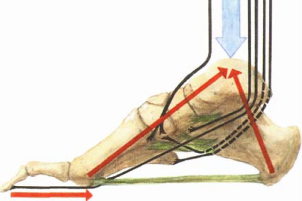 Kräfte, die an Fußgewölbe wirken, Fußanatomie