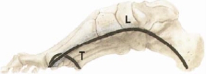 Längsgewölbe, Quergewölbe, Fußanatomie