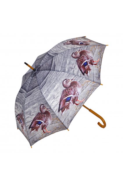 Deštník - kachna divoká