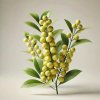 litsea cubeba 12 11zon