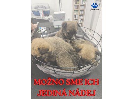 SME ICH JEDINÁ NÁDEJ.