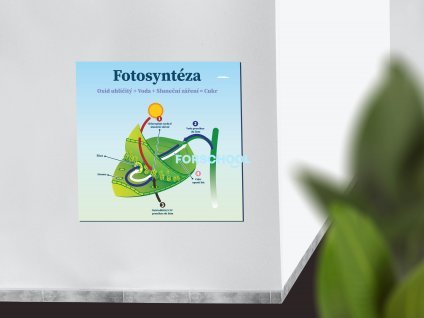 fotosynteza jednoducha mockup