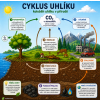 Cyklus Uhlíku II