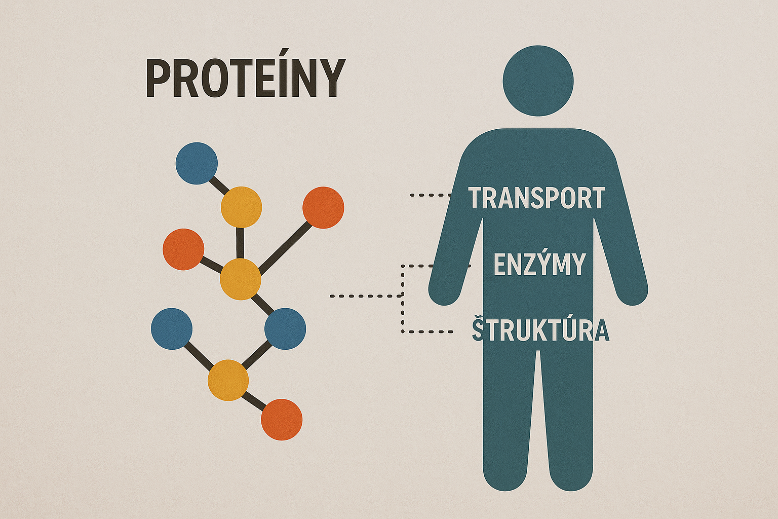 Grafická vizualizácia štruktúry bielkovín v strave a ich úlohy v metabolizme