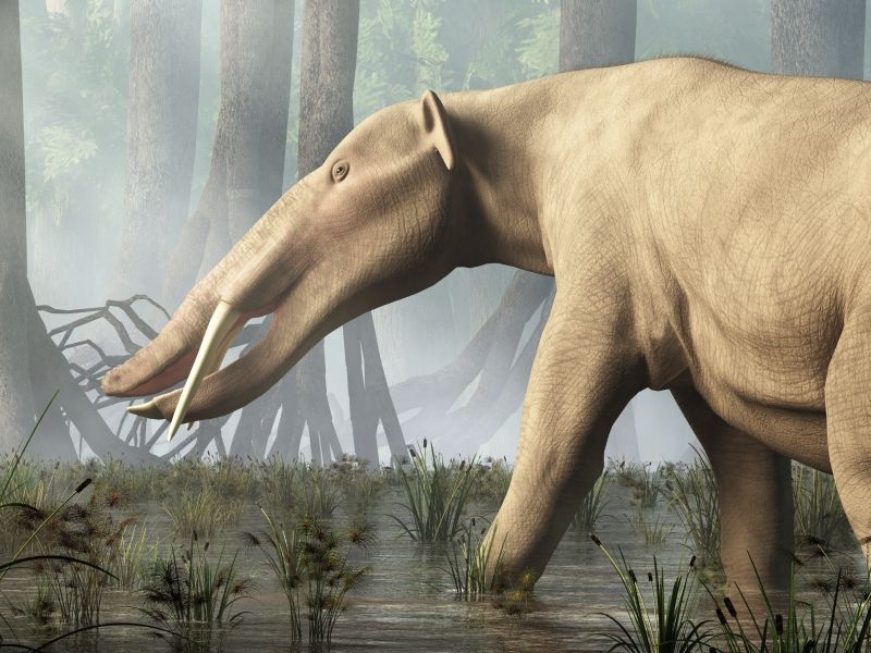 Amebelodon