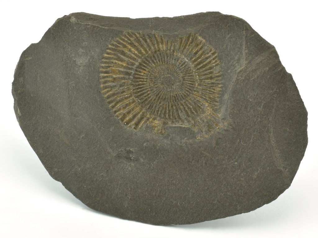 Jsou fosilie v metamorfovaných horninách?