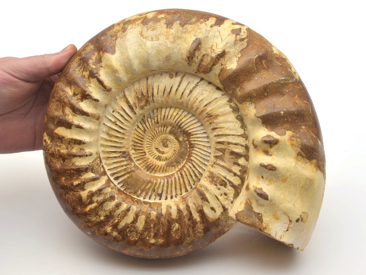 Jsou amoniti dinosauři?