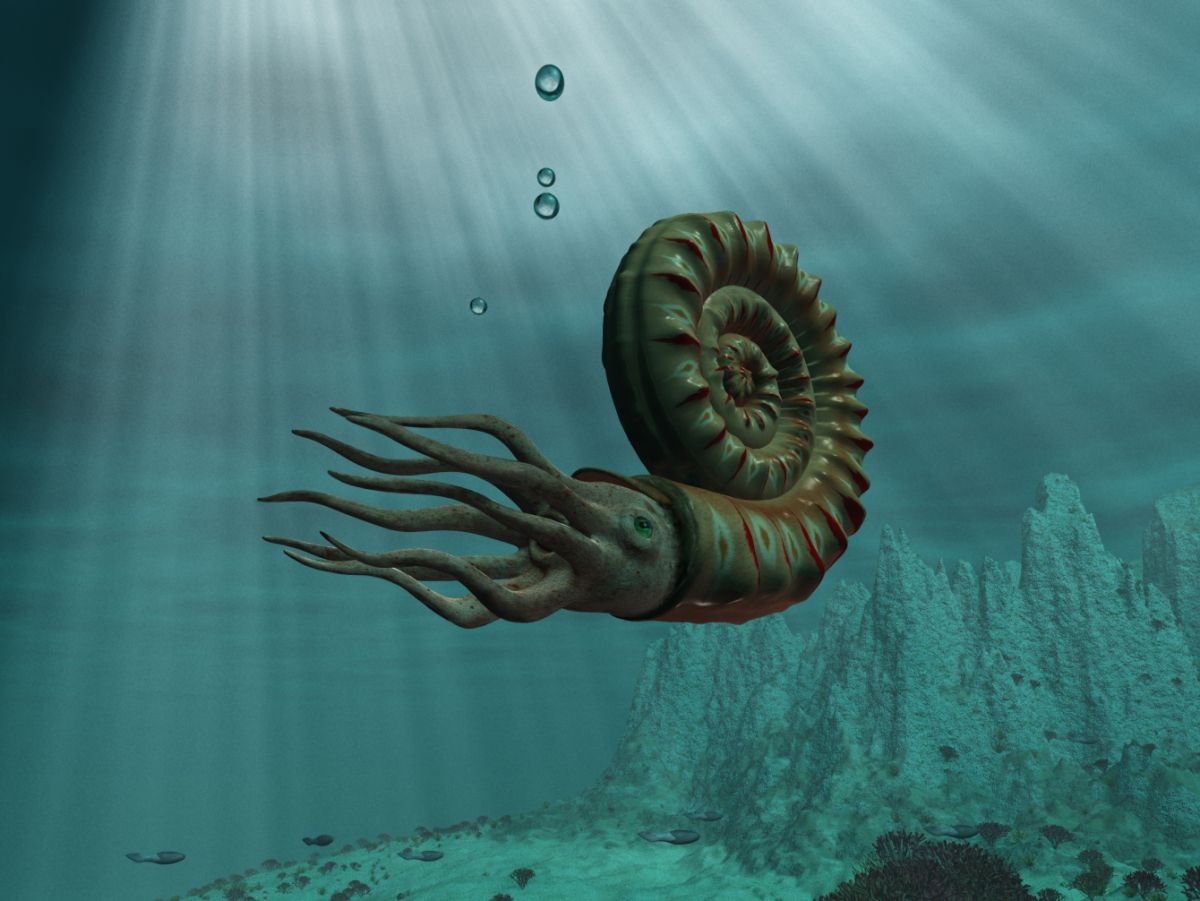 Proč vyhynuli amoniti?