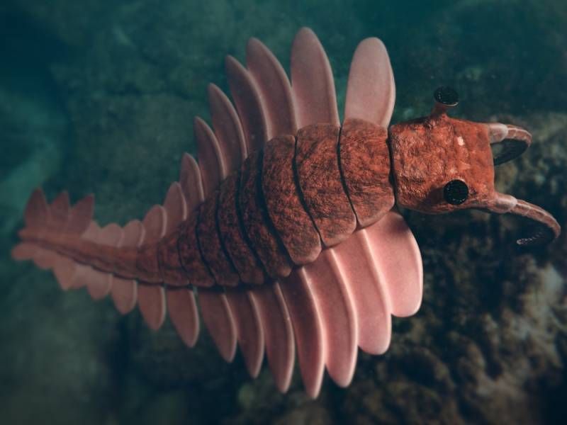 Anomalocaris - dravec z Burgesských břidlic