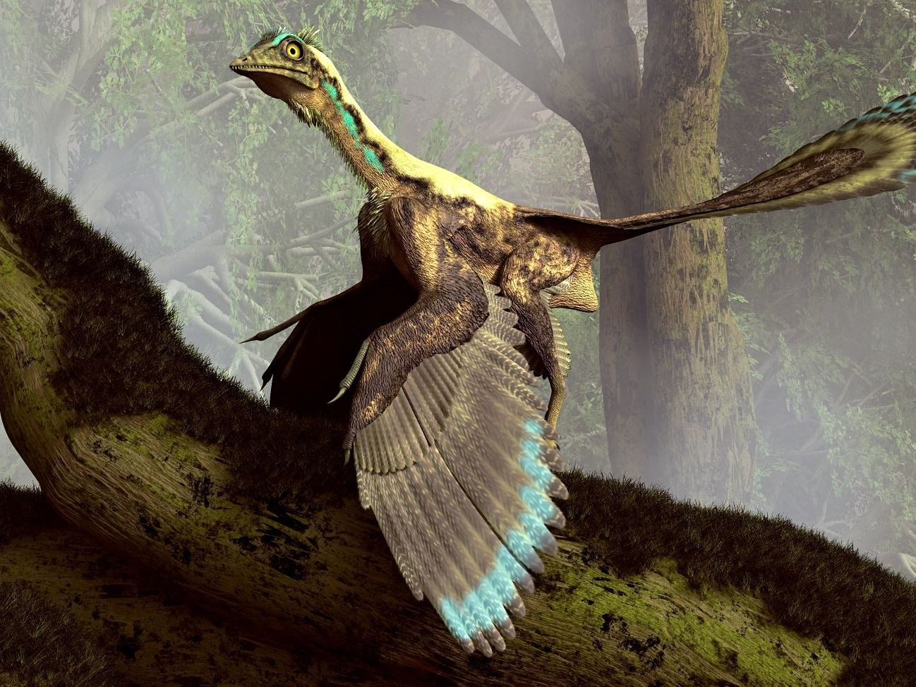 Archaeopteryx lithographica