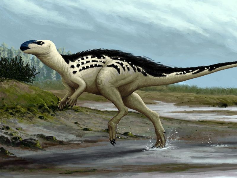 Burianosaurus augustai
