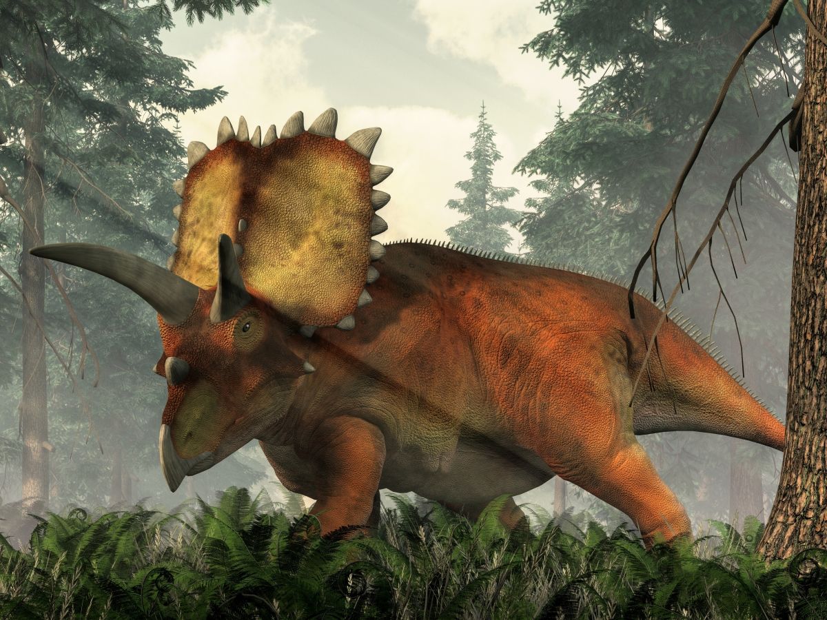 Coahuilaceratops