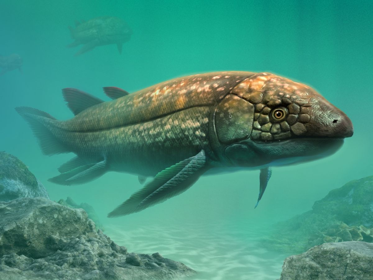 Dipterus - pravěká dvojdyšná ryba