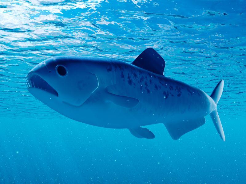 Enchodus - tygří ryba