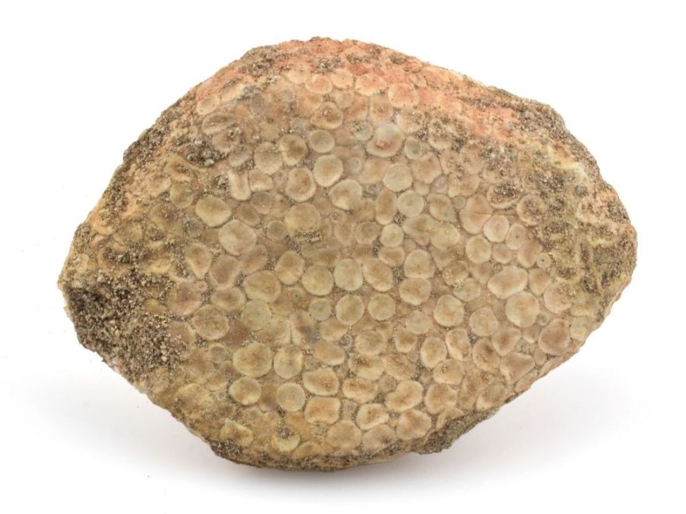 Eodiaphyodus granulosus – zkamenělá zubní destička