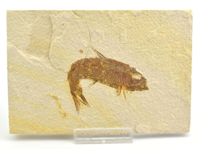 Zkamenělé ryby - fotogalerie