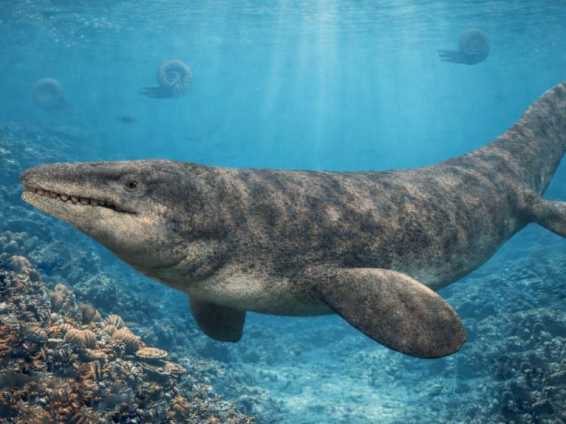 Mosasaurus Globidens