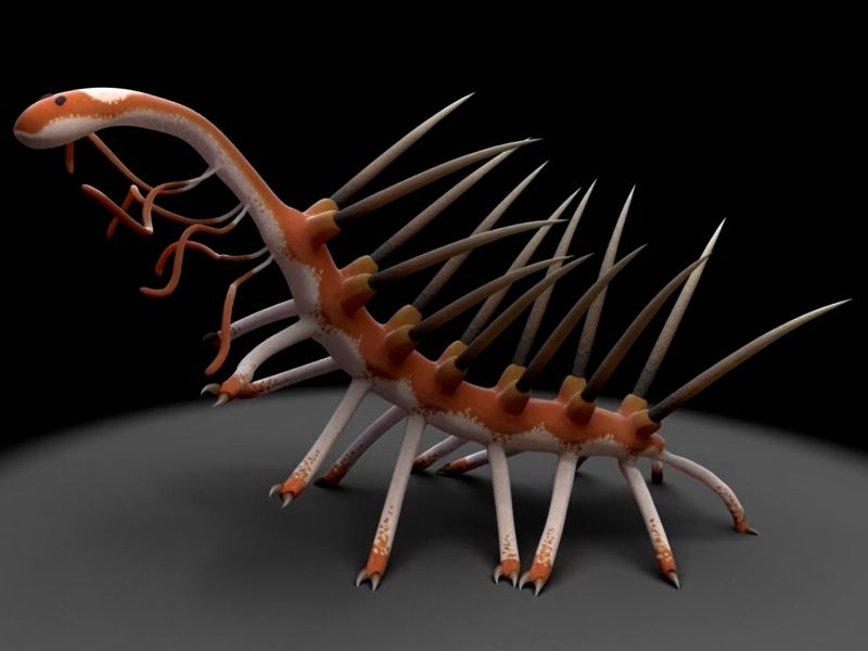 Hallucigenia - hlava červa nalezena