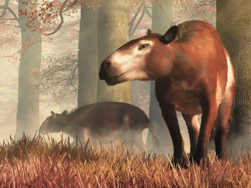 Hyracotherium -  Eohippus