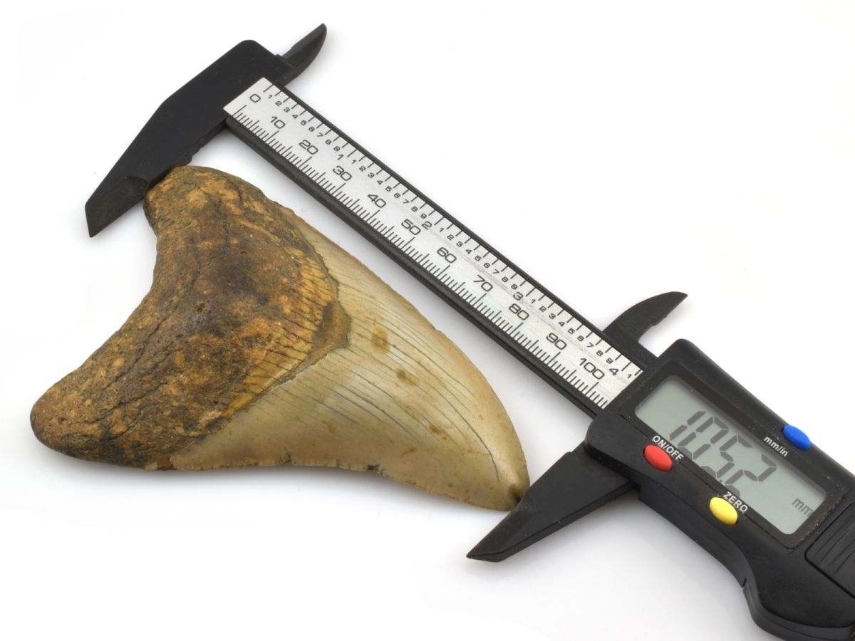 Jak se měří fosilní žraločí zuby?