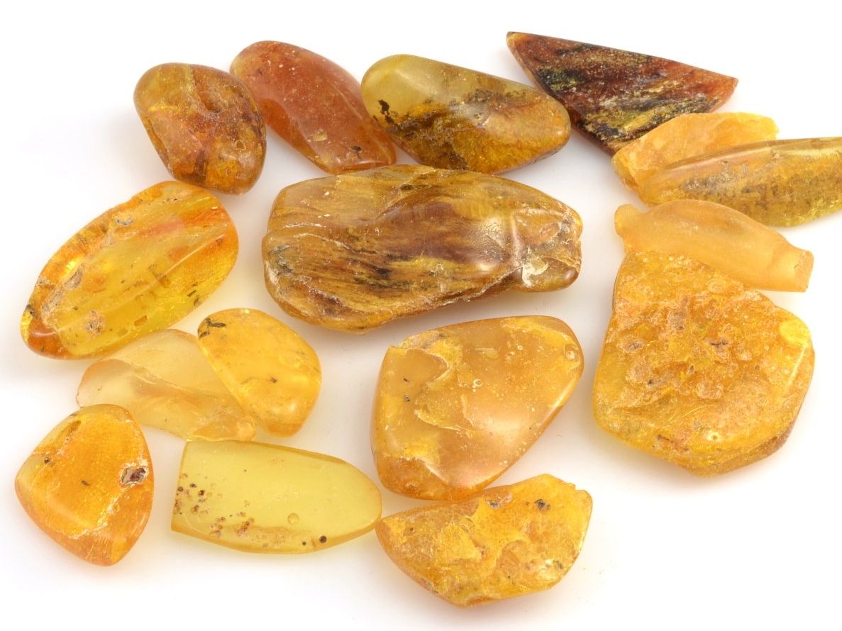 Z jakého stromu je jantar?