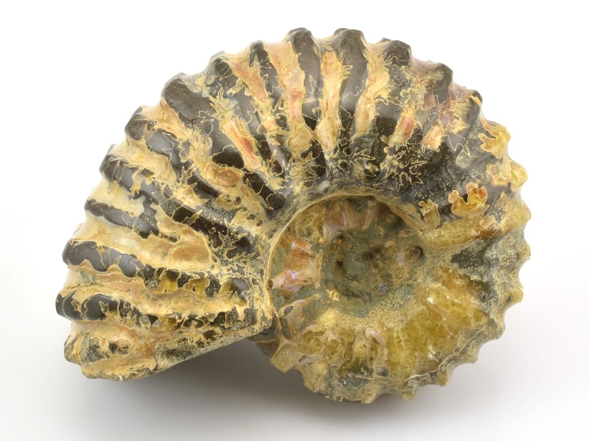 Je amonit pravěký šnek nebo zkamenělý had?