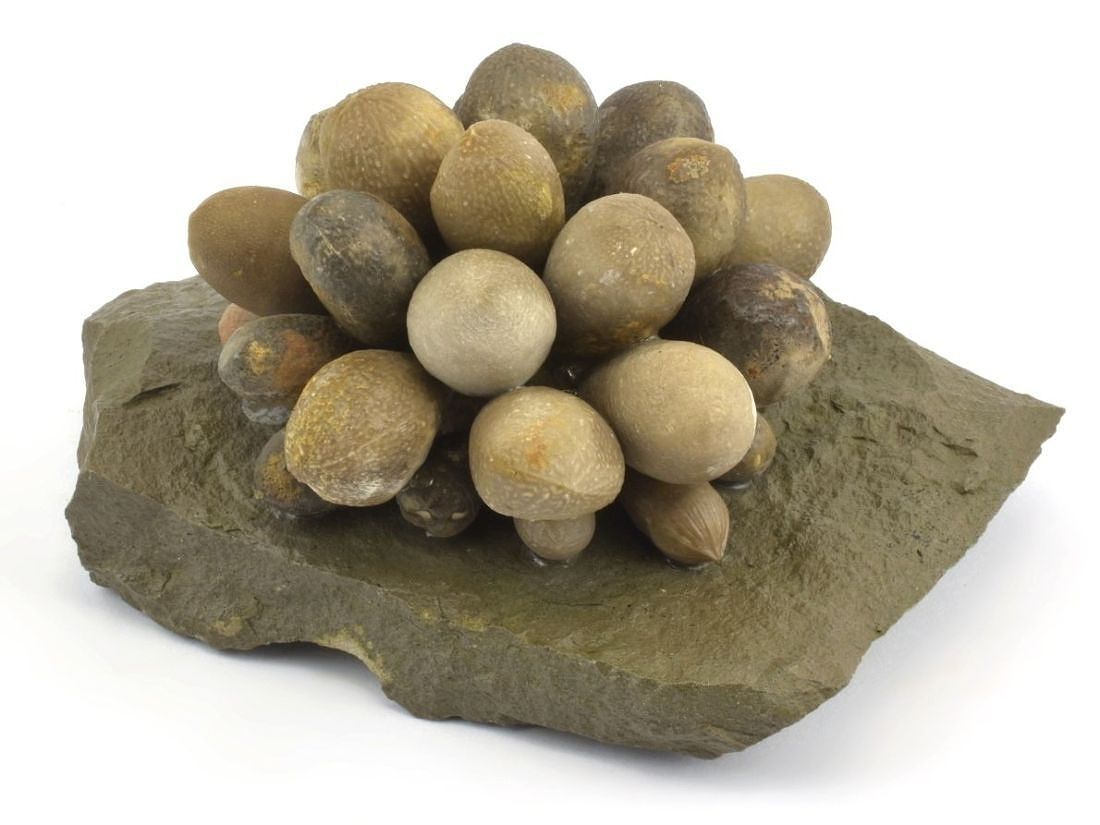 Ježovky - Echinoidea