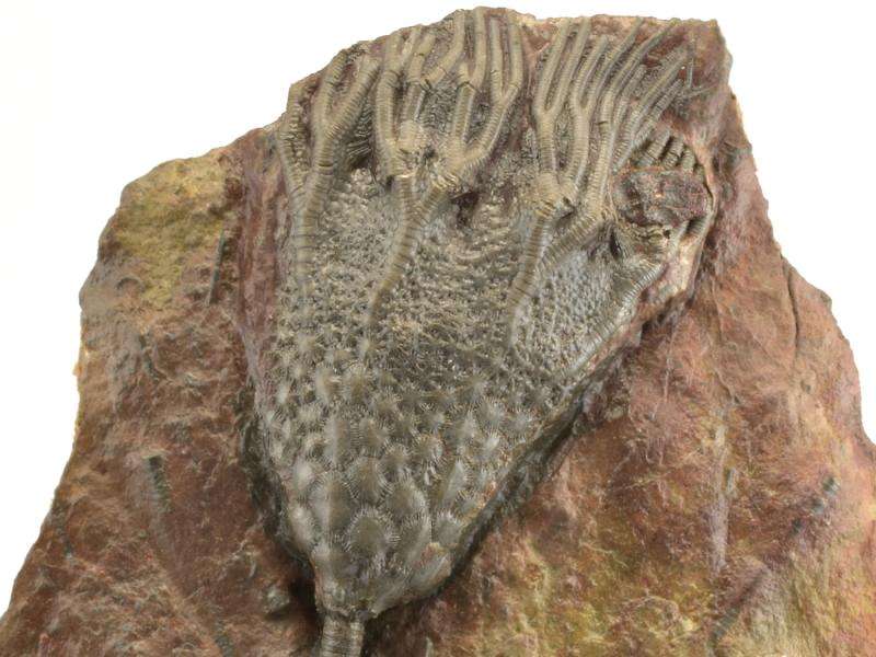 Lilijice (Crinoidea)