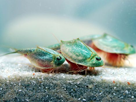 Živoucí fosilie - živočichové (fauna)