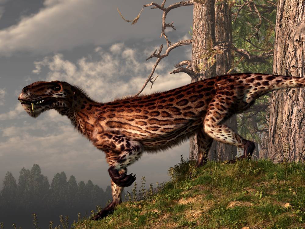 Lycaenops