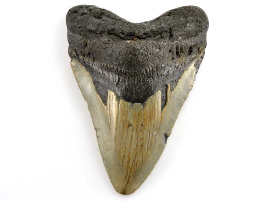 Zkameněliny - fotogalerie