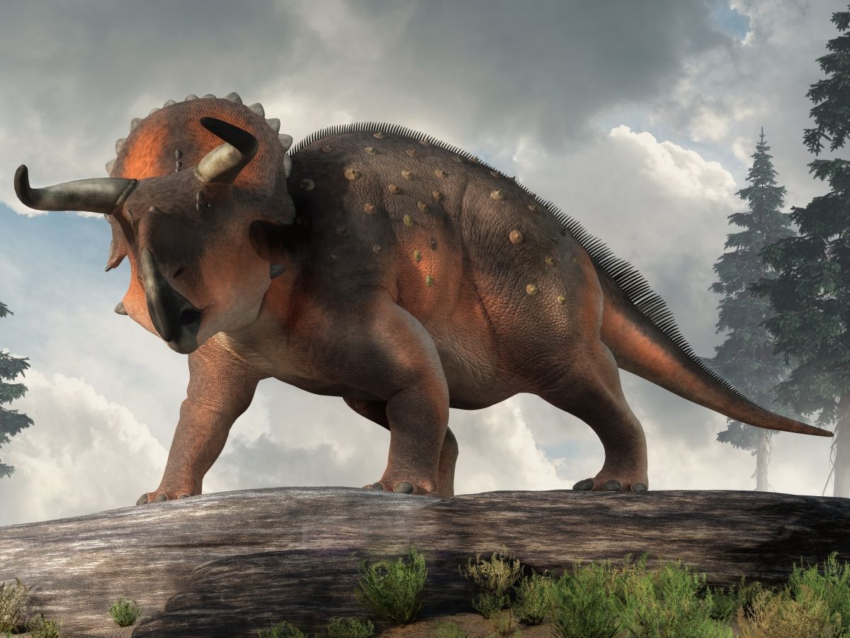 Nasutoceratops
