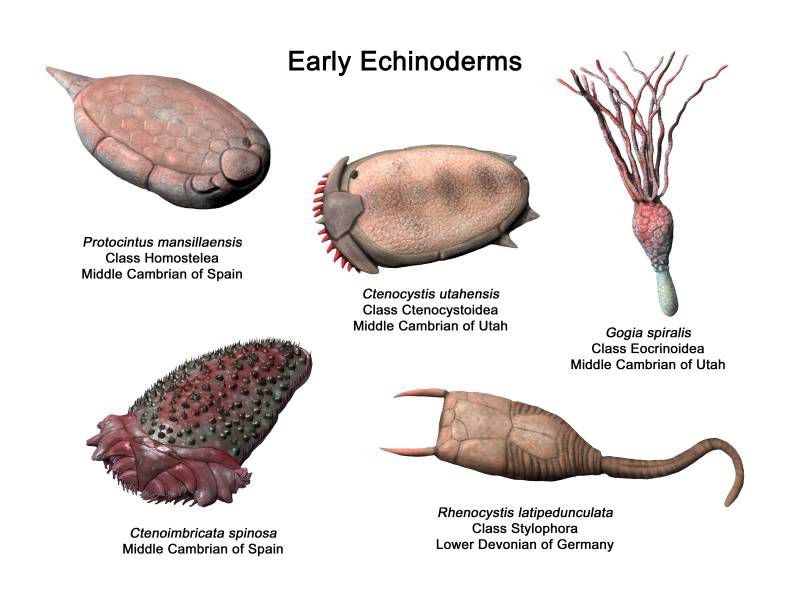 Ostnokožci - Echinodermata
