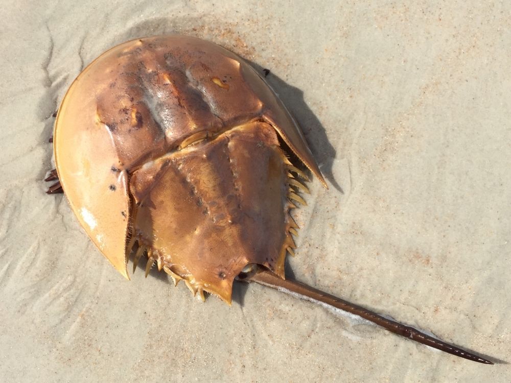 Je ostrorep trilobitem?